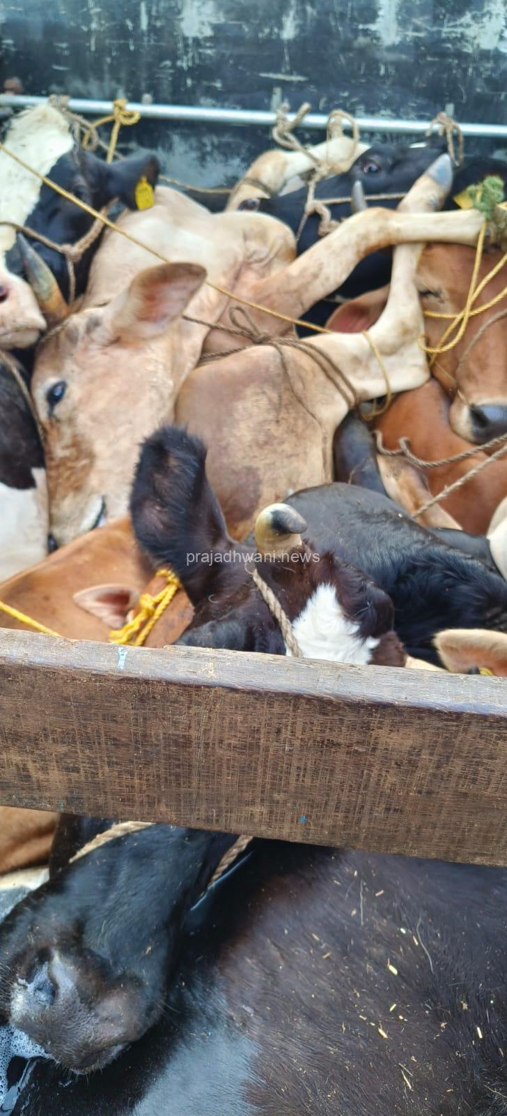 ಕಡಬದಲ್ಲಿ ಹಿಂಸಾತ್ಮಕ ರೀತಿಯಲ್ಲಿ ಅಕ್ರಮ ದನ ಸಾಗಾಟ :ಪಿಕಪ್ ಚಾಲಕ ಪರಾರಿ