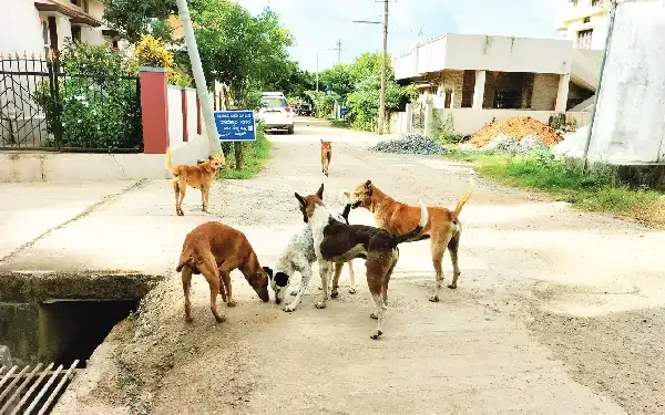 ಬೀದಿ ನಾಯಿ ಕಚ್ಚಿದರೆ ಸ್ಥಳೀಯ ಸಂಸ್ಥೆಗಳು ಹೊಣೆ; ಉಡುಪಿ ಜಿಲ್ಲಾಧಿಕಾರಿ