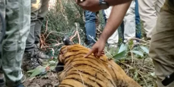 ಹುಲಿಯ ಶವ ಪತ್ತೆ, ಹೊಟ್ಟೆಯೊಳಗಿತ್ತು ಮಹಿಳೆಯ ಕಿವಿಯೋಲೆ, ಕೂದಲು, ಬಟ್ಟೆ