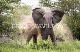 ಪೆರ್ಲಂಪಾಡಿಯ ಕಣಿಯಾರು ಕಾಡಾನೆ ದಾಳಿಗೆ ಮಹಿಳೆ ಸಾವು
