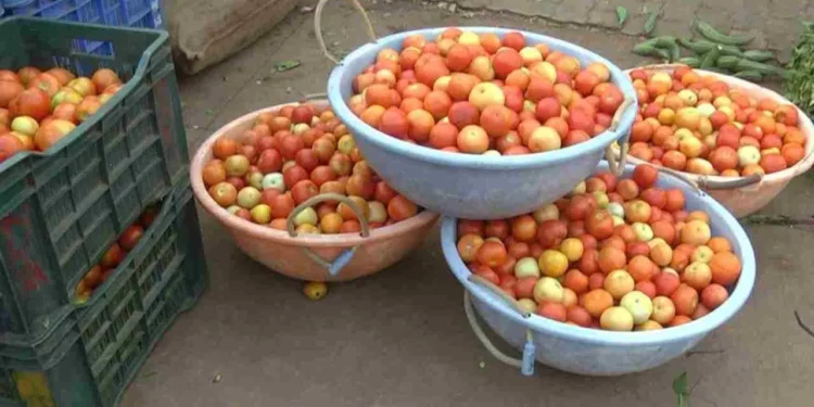 ಟೊಮೆಟೊ ದರ ಕುಸಿತ: ಕಂಗಾಲಾದ ಗದಗ ರೈತರು