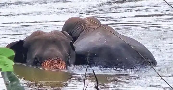 ಪುತ್ತೂರು ಗ್ರಾಮಾಂತರ ಪ್ರದೇಶದಲ್ಲಿ ಎರಡು ಕಾಡಾನೆಗಳು ಪ್ರತ್ಯಕ್ಷ