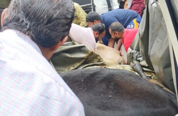 ಗುರುವಾಯನಕೆರೆಯಲ್ಲಿ ಅಕ್ರಮ ದನ ಸಾಗಟ, ಪತ್ತೆ ಹಚ್ಚಿ ಪೊಲೀಸರಿಗೆ ಒಪ್ಪಿಸಿದ ಹಿಂದೂ ಕಾರ್ಯಕರ್ತರು