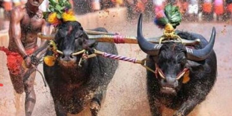 ಕಂಬಳ: ಚಿರನಿದ್ರೆಗೆ ಜಾರಿದ ಕೊಳಚೂರು ಕೊಂಡೊಟ್ಟು ʼಚೆನ್ನʼ