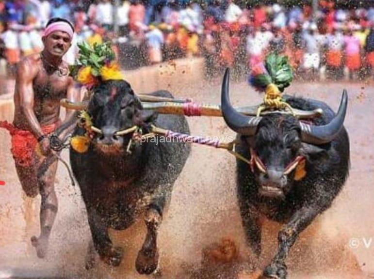 ಕಂಬಳ: ಚಿರನಿದ್ರೆಗೆ ಜಾರಿದ ಕೊಳಚೂರು ಕೊಂಡೊಟ್ಟು ʼಚೆನ್ನʼ