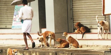 ರೇಬೀಸ್ ಪ್ರಕರಣಗಳು ಭಾರೀ ಪ್ರಮಾಣದಲ್ಲಿ ಹೆಚ್ಚಳ: ಬೆಂಗಳೂರಿನಲ್ಲಿ 17 ಜನರ ಸಾವು ಲಕ್ಷಣಗಳು, ತಡೆಗಟ್ಟುವಿಕೆ ಮತ್ತು ಚಿಕಿತ್ಸೆಯ ಬಗ್ಗೆ ಜಾಗೃತಿ ಮೂಡಿಸುವುದು ಅತ್ಯಂತ ಮುಖ್ಯ.