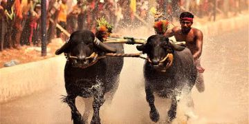 ಕರಾವಳಿಯ ಸಂಸ್ಕೃತಿಕ ಜನಪ್ರಿಯ ಕ್ರೀಡೆ “ಕಂಬಳ’ ಕ್ರೀಡಾ ಇಲಾಖೆ ಮಾನ್ಯತೆಯ ನಿರೀಕ್ಷೆ!