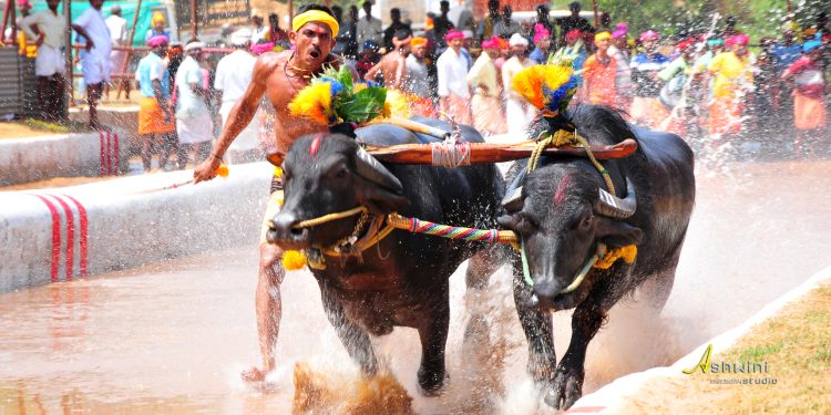 ಜಿಲ್ಲಾ ಕಂಬಳ ಸಮಿತಿ ಮತ್ತು ದ.ಕ. ಉಡುಪಿ ವ್ಯವಸ್ಥಾಪಕರ ಜಂಟಿ ಸಭೆ; 2025-26ನೇ ಸಾಲಿನ ಕಂಬಳಗಳ ದಿನಾಂಕ ನಿಗದಿ