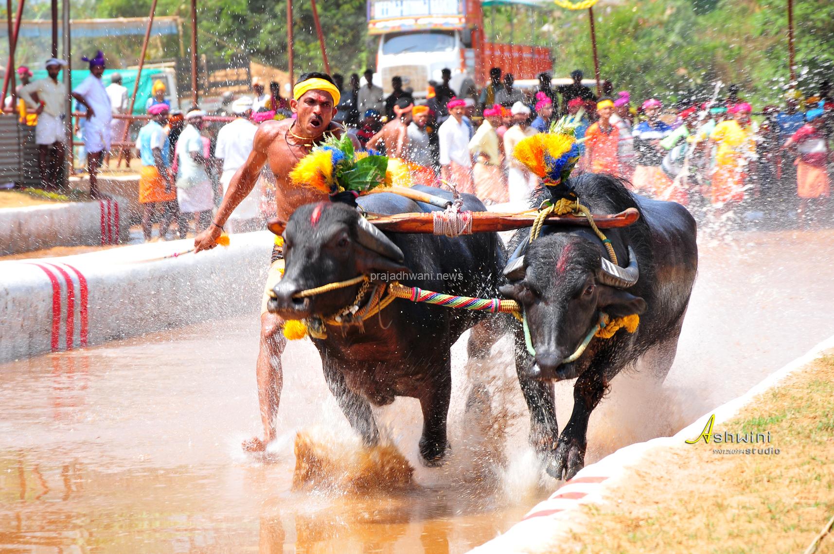 ಜಿಲ್ಲಾ ಕಂಬಳ ಸಮಿತಿ ಮತ್ತು ದ.ಕ. ಉಡುಪಿ ವ್ಯವಸ್ಥಾಪಕರ ಜಂಟಿ ಸಭೆ; 2025-26ನೇ ಸಾಲಿನ ಕಂಬಳಗಳ ದಿನಾಂಕ ನಿಗದಿ