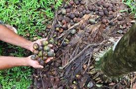 ಜಿಲ್ಲೆಯ ಪ್ರಮುಖ ವಾಣಿಜ್ಯ ಬೆಳೆ ಅಡಿಕೆಗೆ ಕೊಳೆರೋಗ ; ಈ ಬಾರಿ ರೈತರಿಗೆ ಆರ್ಥಿಕ ಸಂಕಷ್ಟದ ಹೊಡೆತ