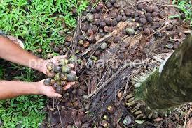 ಜಿಲ್ಲೆಯ ಪ್ರಮುಖ ವಾಣಿಜ್ಯ ಬೆಳೆ ಅಡಿಕೆಗೆ ಕೊಳೆರೋಗ ; ಈ ಬಾರಿ ರೈತರಿಗೆ ಆರ್ಥಿಕ ಸಂಕಷ್ಟದ ಹೊಡೆತ