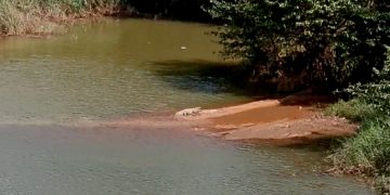 ಬೆಳ್ತಂಗಡಿ : ಮೊಗ್ರು ಗ್ರಾಮ ಮುಗೇರಡ್ಕ ನೇತ್ರಾವತಿ ನದಿಯಲ್ಲಿ ಮೊಸಳೆ ಪತ್ತೆ