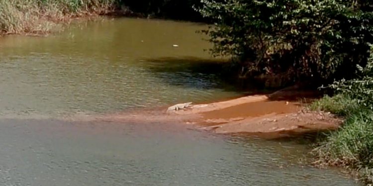 ಬೆಳ್ತಂಗಡಿ : ಮೊಗ್ರು ಗ್ರಾಮ ಮುಗೇರಡ್ಕ ನೇತ್ರಾವತಿ ನದಿಯಲ್ಲಿ ಮೊಸಳೆ ಪತ್ತೆ