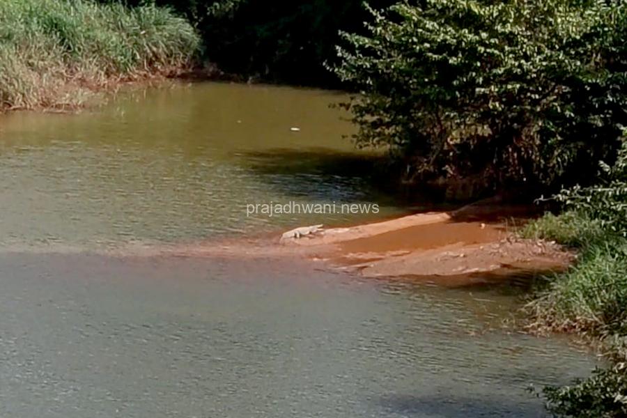 ಬೆಳ್ತಂಗಡಿ : ಮೊಗ್ರು ಗ್ರಾಮ ಮುಗೇರಡ್ಕ ನೇತ್ರಾವತಿ ನದಿಯಲ್ಲಿ ಮೊಸಳೆ ಪತ್ತೆ