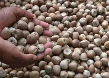 ಅಡಕೆ ಬೆಲೆಯಲ್ಲಿ ಏರಿಕೆ, 520 ರೂಪಾಯಿಗಳಿಗೆ ತಲುಪಿದ ದರ 550 ರೂಪಾಯಿ ಗಡಿ ದಾಟುವ ನಿರೀಕ್ಷೆ !