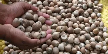 ಅಡಕೆ ಬೆಲೆಯಲ್ಲಿ ಏರಿಕೆ, 520 ರೂಪಾಯಿಗಳಿಗೆ ತಲುಪಿದ ದರ 550 ರೂಪಾಯಿ ಗಡಿ ದಾಟುವ ನಿರೀಕ್ಷೆ !