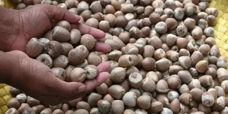 ಅಡಕೆ ಬೆಲೆಯಲ್ಲಿ ಏರಿಕೆ, 520 ರೂಪಾಯಿಗಳಿಗೆ ತಲುಪಿದ ದರ 550 ರೂಪಾಯಿ ಗಡಿ ದಾಟುವ ನಿರೀಕ್ಷೆ !