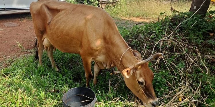 ಪುತ್ತೂರು: ಸರ್ವೆ ಗಡಿಪಿಲದಲ್ಲಿ ಗೋವುಗಳನ್ನು ‌ರಸ್ತೆಬದಿ ಬಿಟ್ಟು ಪರಾರಿ