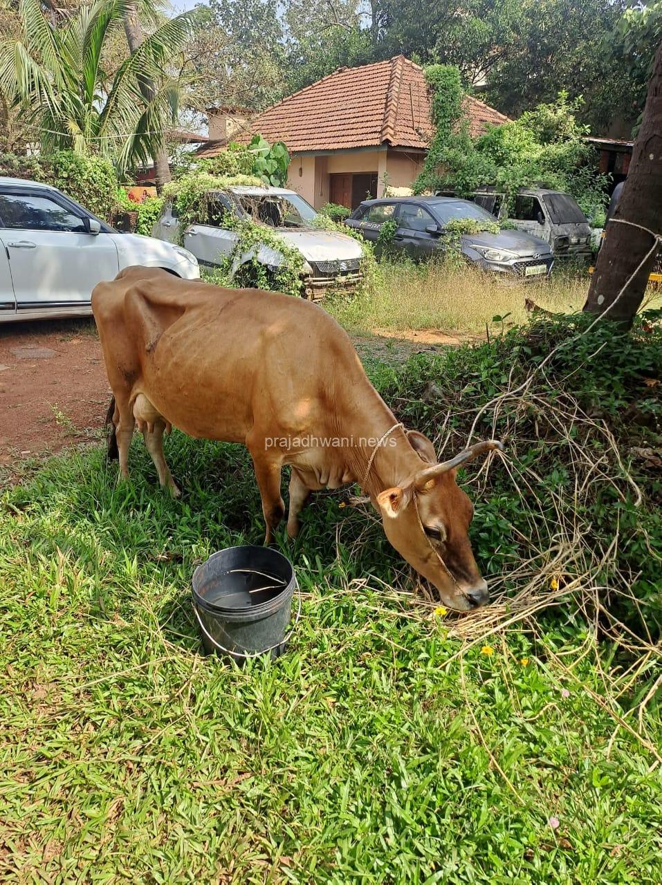 ಪುತ್ತೂರು: ಸರ್ವೆ ಗಡಿಪಿಲದಲ್ಲಿ ಗೋವುಗಳನ್ನು ‌ರಸ್ತೆಬದಿ ಬಿಟ್ಟು ಪರಾರಿ