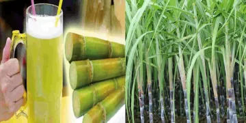 ಕಬ್ಬು ಜ್ಯೂಸ್ ಬಿಸಿ ಕಾಲದಲ್ಲಿ ತಂಪು ನೀಡುವಷ್ಟೇ ಅಲ್ಲ, ಆರೋಗ್ಯಕ್ಕೂ ತುಂಬಾ ಉಪಯುಕ್ತ; ಪ್ರಮುಖ ಪ್ರಯೋಜನಗಳು