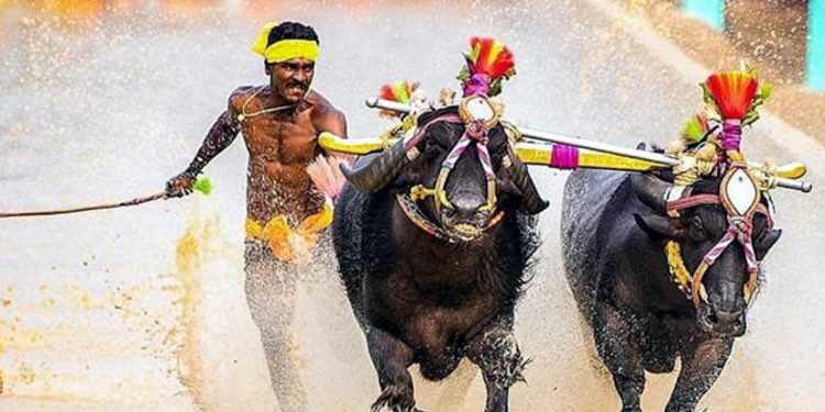 ನವೆಂಬರ್ 15 ರಿಂದ ಕಂಬಳ ಆರಂಭ : ರಾಜ್ಯದೆಲ್ಲೆಡೆ ಕಾಣಸಿಗಲಿದೆ ಕಂಬಳದ ಖದರ್