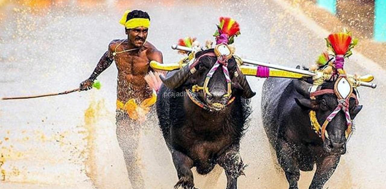 ನವೆಂಬರ್ 15 ರಿಂದ ಕಂಬಳ ಆರಂಭ : ರಾಜ್ಯದೆಲ್ಲೆಡೆ ಕಾಣಸಿಗಲಿದೆ ಕಂಬಳದ ಖದರ್