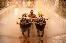 33ನೇ ವರ್ಷದ ಪುತ್ತೂರು ಕೋಟಿ – ಚೆನ್ನಯ ಜೋಡುಕರೆ ಕಂಬಳದ ಫಲಿತಾಂಶ