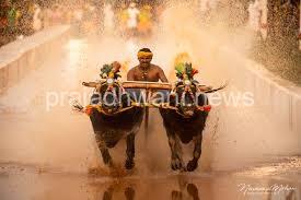 33ನೇ ವರ್ಷದ ಪುತ್ತೂರು ಕೋಟಿ – ಚೆನ್ನಯ ಜೋಡುಕರೆ ಕಂಬಳದ ಫಲಿತಾಂಶ