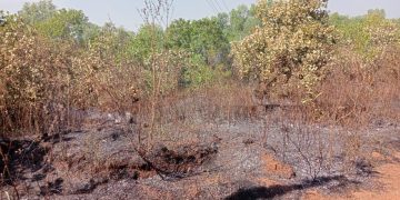 ಕೋಡಿಂಬಾಡಿ ಕೃಷ್ಣಗಿರಿ-ಚೀಮುಳ್ಳು ಗುಡ್ಡ ಗೇರು ನಡುತೋಪುನಲ್ಲಿ ಬೆಂಕಿ ಅವಘಡ