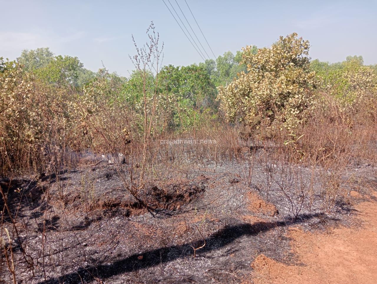 ಕೋಡಿಂಬಾಡಿ ಕೃಷ್ಣಗಿರಿ-ಚೀಮುಳ್ಳು ಗುಡ್ಡ ಗೇರು ನಡುತೋಪುನಲ್ಲಿ ಬೆಂಕಿ ಅವಘಡ