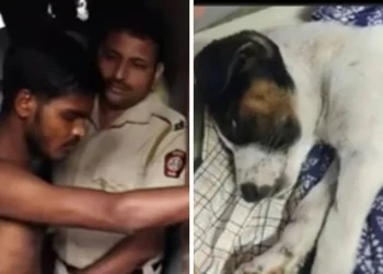 ಎರಡೂವರೆ ತಿಂಗಳ ನಾಯಿ ಮರಿ ಮೇಲೆ ಅತ್ಯಾಚಾರವೆಸಗಿದ ಕಾಮುಕ