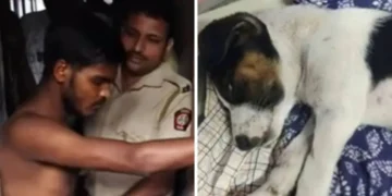 ಎರಡೂವರೆ ತಿಂಗಳ ನಾಯಿ ಮರಿ ಮೇಲೆ ಅತ್ಯಾಚಾರವೆಸಗಿದ ಕಾಮುಕ