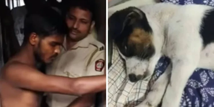 ಎರಡೂವರೆ ತಿಂಗಳ ನಾಯಿ ಮರಿ ಮೇಲೆ ಅತ್ಯಾಚಾರವೆಸಗಿದ ಕಾಮುಕ