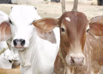 ಉಪ್ಪಿನಂಗಡಿ ಅಕ್ರಮವಾಗಿ ಗೋಹತ್ಯೆ ಮಾಂಸ ಮಾರಾಟ : ಪ್ರಕರಣ ದಾಖಲು