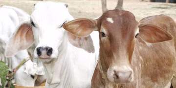 ಉಪ್ಪಿನಂಗಡಿ ಅಕ್ರಮವಾಗಿ ಗೋಹತ್ಯೆ ಮಾಂಸ ಮಾರಾಟ : ಪ್ರಕರಣ ದಾಖಲು