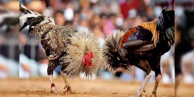 ತುಳುನಾಡಿನ ಸಾಂಪ್ರದಾಯಿಕ ಕೋಳಿ ಅಂಕಕ್ಕಾಗಿ ದಕ್ಷಿಣ ಕನ್ನಡ ಜಿಲ್ಲೆಯಲ್ಲಿ ಹೋರಾಟ