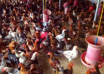 ನಾಟಿ ಕೋಳಿಗೆ ಏರಿದ ಬೇಡಿಕೆ: ಆರೋಗ್ಯದತ್ತ ಜನರ ಒಲವು