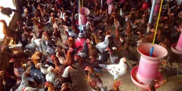 ನಾಟಿ ಕೋಳಿಗೆ ಏರಿದ ಬೇಡಿಕೆ: ಆರೋಗ್ಯದತ್ತ ಜನರ ಒಲವು