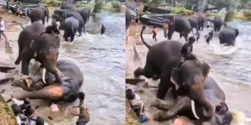 ಕುಶಾಲನಗರದ ದುಬಾರೆ ಆನೆ ಶಿಬಿರದಲ್ಲಿ ಘೋರ ದುರಂತ- ಆನೆಗಳ ಕಾದಾಟ…!! ಕಣ್ಣೆದುರೇ ಹೆಂಡತಿ ಕಳಕೊಂಡ ಪತಿ