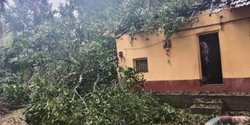 ಬಳ್ಪ: ಮನೆ ಮೇಲೆ ಮರ ಬಿದ್ದು ಅಪಾರ ಹಾನಿ