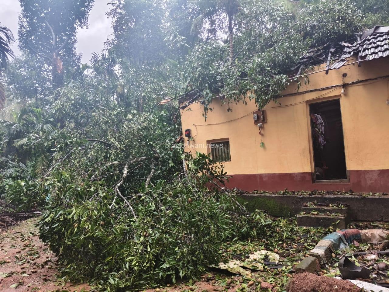 ಬಳ್ಪ: ಮನೆ ಮೇಲೆ ಮರ ಬಿದ್ದು ಅಪಾರ ಹಾನಿ