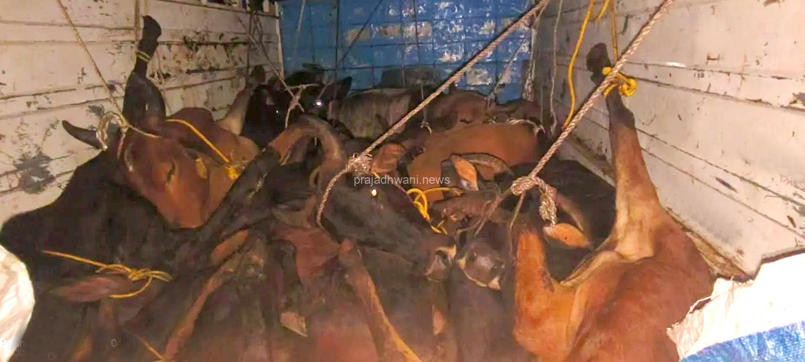 ಹಿಂಸಾತ್ಮಕ ರೀತಿಯಲ್ಲಿ ಗೋವುಗಳ ಅಕ್ರಮ ಸಾಗಾಟ! ನಸುಕಿನ ಜಾವ ಮಿಂಚಿನ ಕಾರ್ಯಾಚರಣೆ!