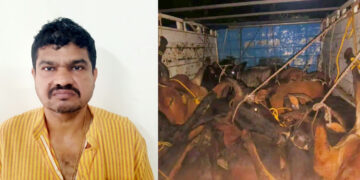ಅಕ್ರಮ ಜಾನುವಾರು ಸಾಗಾಟ ಪ್ರಕರಣ: ಆರ್ಯಾಪು ನಿವಾಸಿ ಶಿವಪ್ರಸಾದ್ ಬಂಧನ