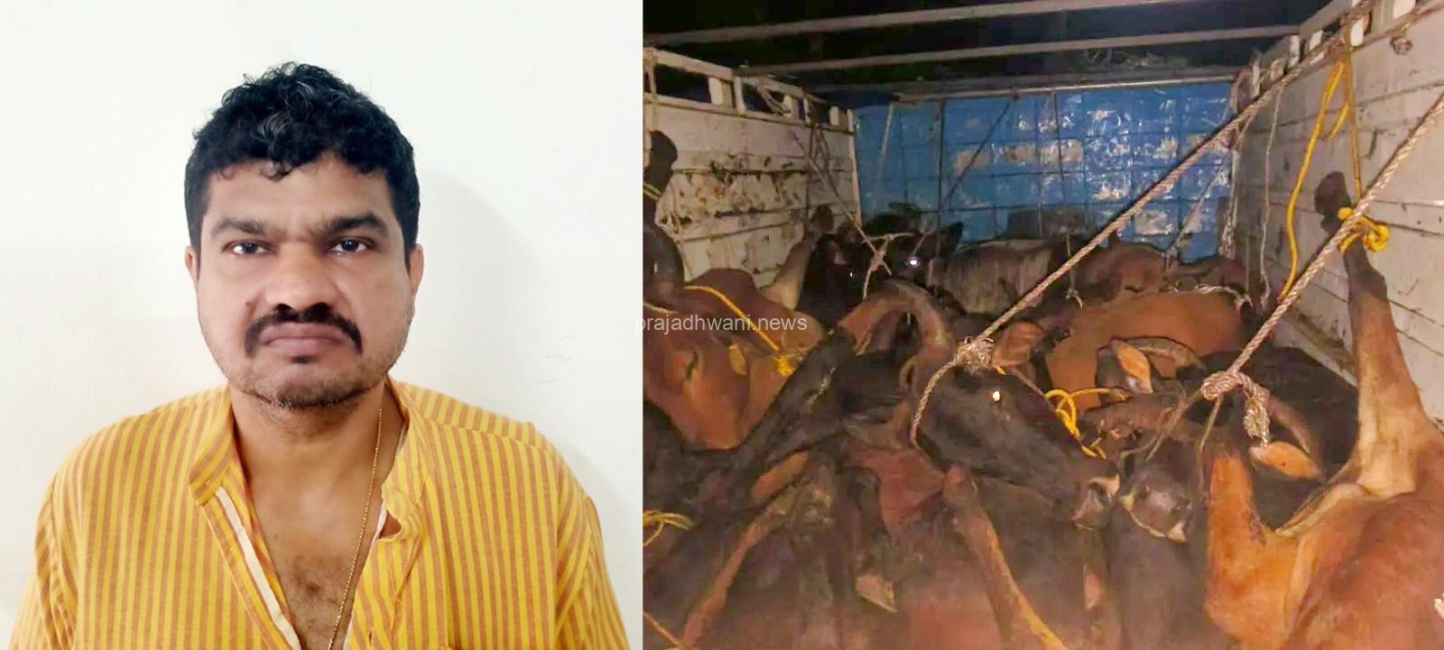 ಅಕ್ರಮ ಜಾನುವಾರು ಸಾಗಾಟ ಪ್ರಕರಣ: ಆರ್ಯಾಪು ನಿವಾಸಿ ಶಿವಪ್ರಸಾದ್ ಬಂಧನ