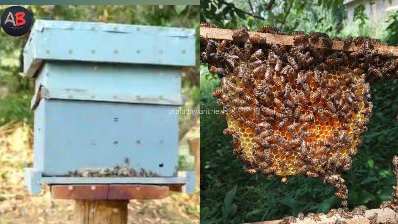 ಪುತ್ತೂರು: ಮಧುವನ ಹಾಗೂ ಜೇನು ಸಾಕಾಣಿಕೆ ಕಾರ್ಯಕ್ರಮದಡಿ ತೋಟಗಾರಿಕೆ ಇಲಾಖೆಯಿಂದ ಜೇನು ಕೃಷಿಗೆ ಅರ್ಜಿ ಆಹ್ವಾನ